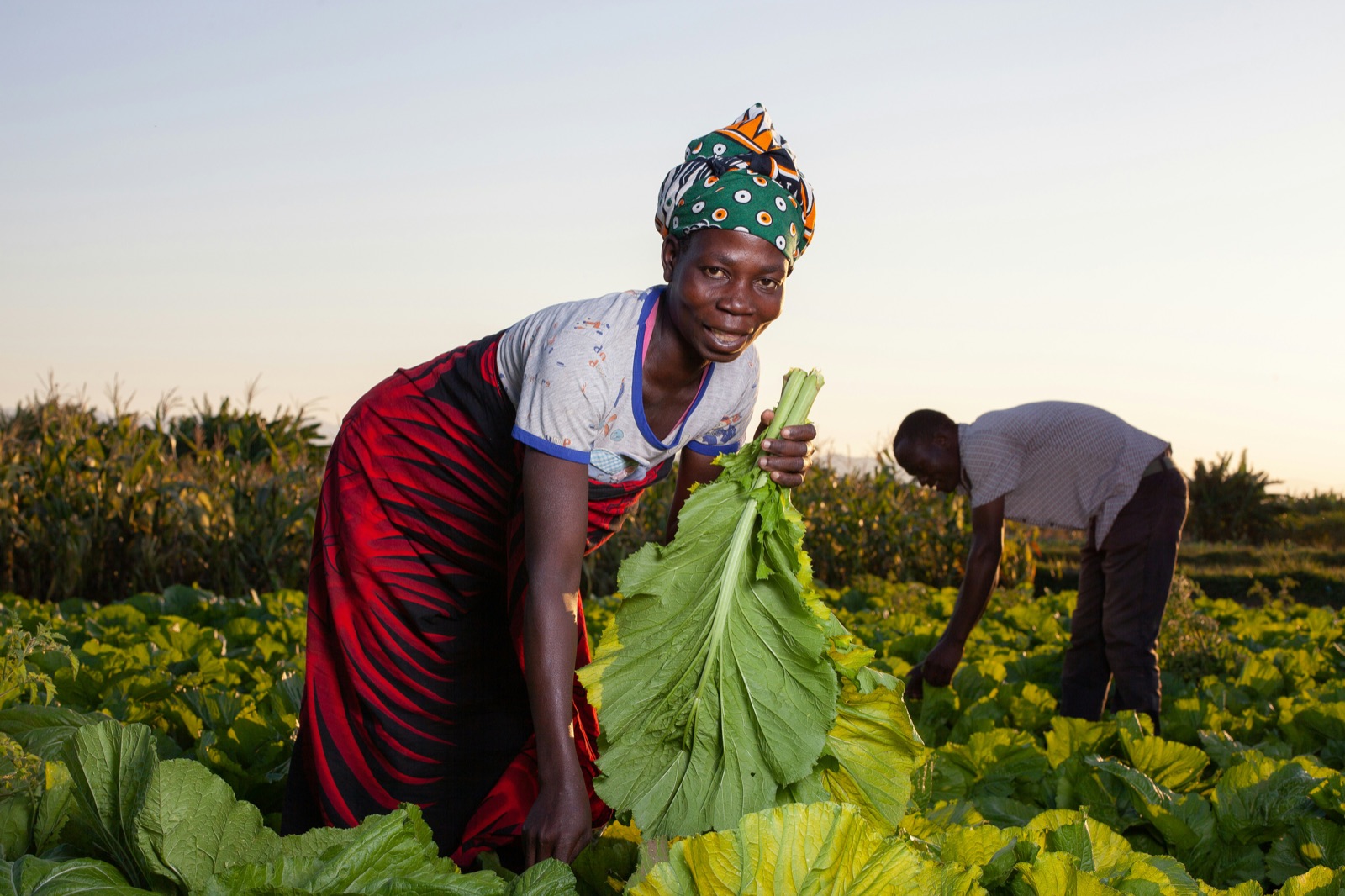 A smallholder farmer harvesting leafy greens by hand at dusk, with a fellow farmer working the field behind her.